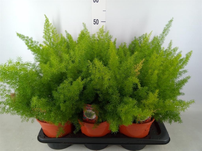 <h4>Asparagus dens. 'Meyers'</h4>