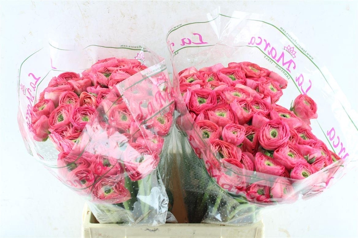 Ran Kloon Prima Bolero