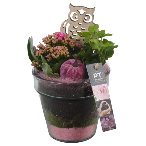 <h4>PTHG3308 Arrangementen kamerplanten</h4>