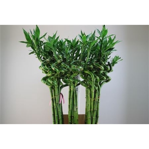 Lucky Bamboo Spiraal 100