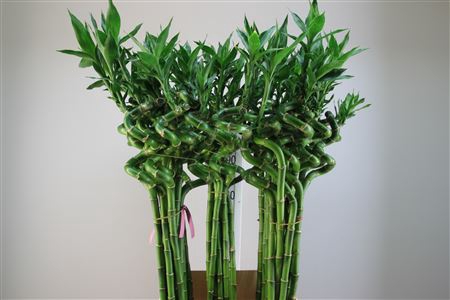 <h4>Lucky Bamboo Spiraal 100</h4>