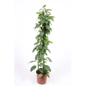 Clerodendrum thomsoniae