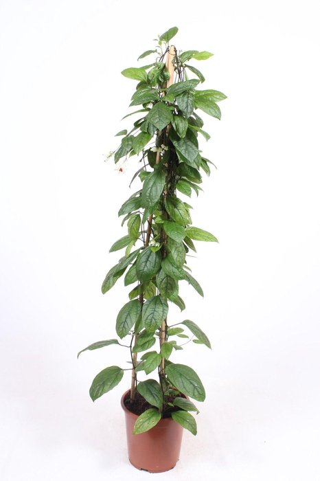 <h4>Clerodendrum thomsoniae</h4>