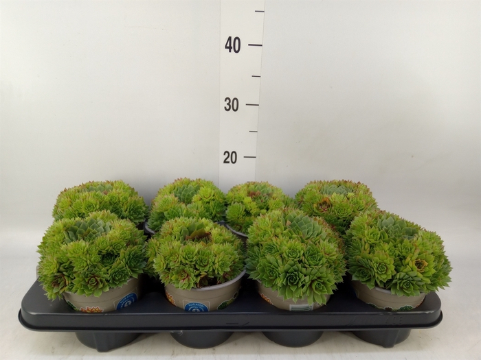 <h4>Sempervivum tectorum</h4>