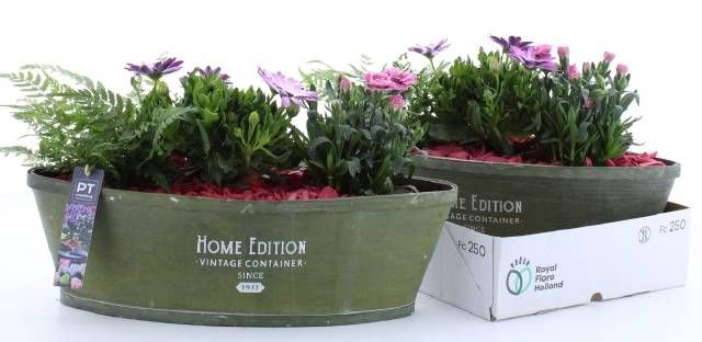 <h4>ARR TUINPLANTEN</h4>