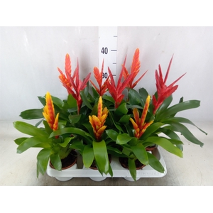 Vriesea   ...mix