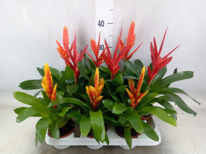 <h4>Vriesea   ...mix</h4>