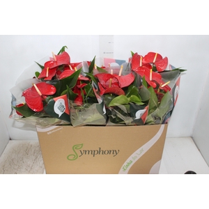 ANTHURIUM QUERIDA P15