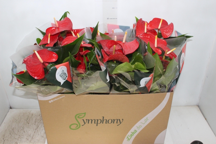 <h4>ANTHURIUM QUERIDA P15</h4>