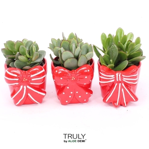 TRULY Crassula, Bow M