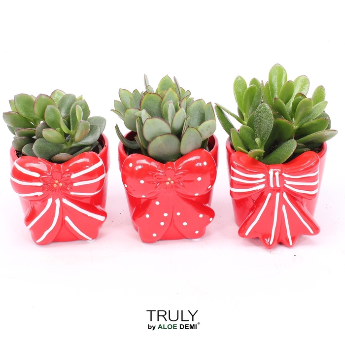 <h4>TRULY Crassula, Bow M</h4>