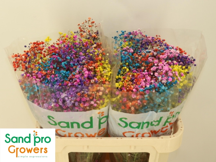 <h4>GYPS KLB H%</h4>