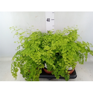 Adiantum raddi. 'Fragrans'