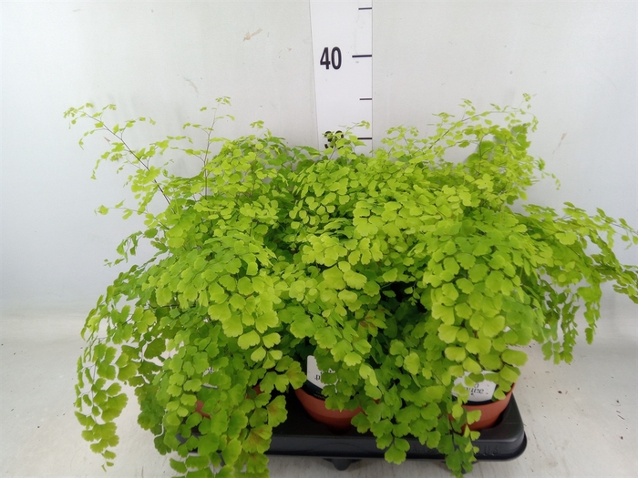 <h4>Adiantum raddi. 'Fragrans'</h4>