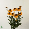 Helenium Overig