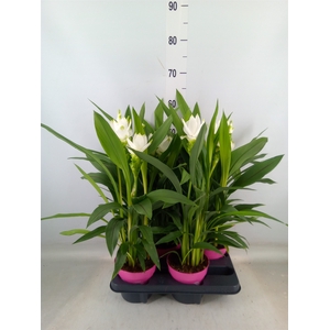 Curcuma alism. 'Siam Sisto'