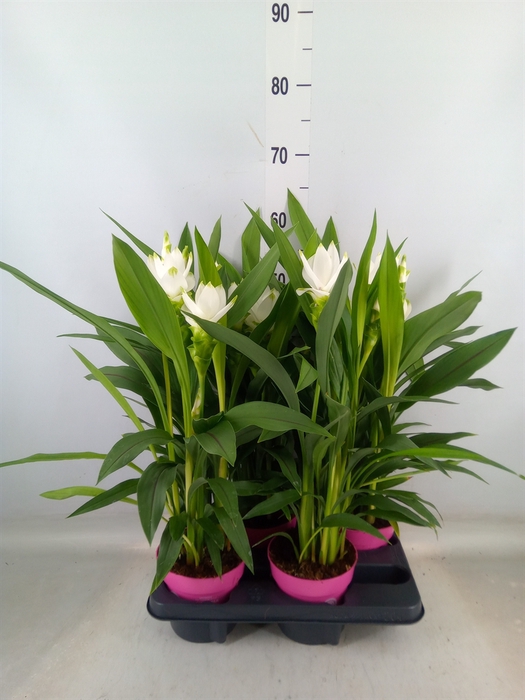 <h4>Curcuma alism. 'Siam Sisto'</h4>