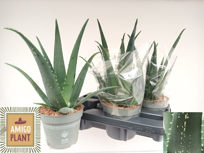 <h4>ALOE VERA</h4>