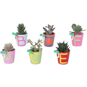 Thank you Teacher Arr. Succulent Ceramic Pot ABC Ø07cm 1PP