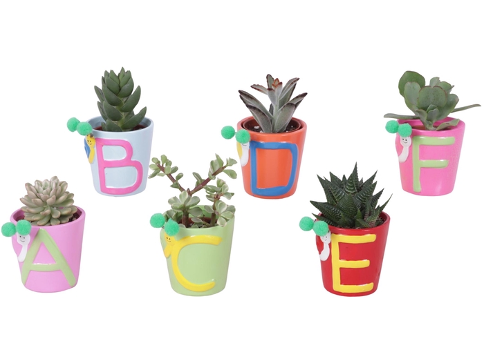 <h4>Thank you Teacher Arr. Succulent Ceramic Pot ABC Ø07cm 1PP</h4>
