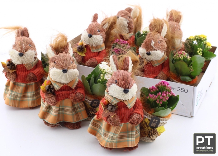 <h4>ARR KALANCHOE</h4>