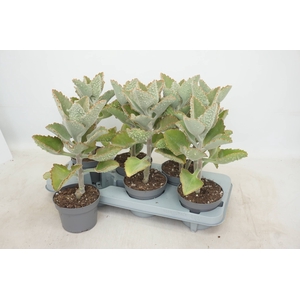 KALANCHOE BEHARENSIS