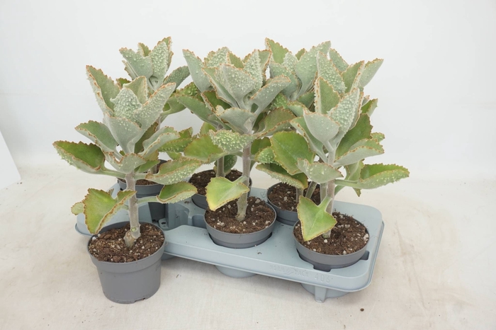 <h4>KALANCHOE BEHARENSIS</h4>