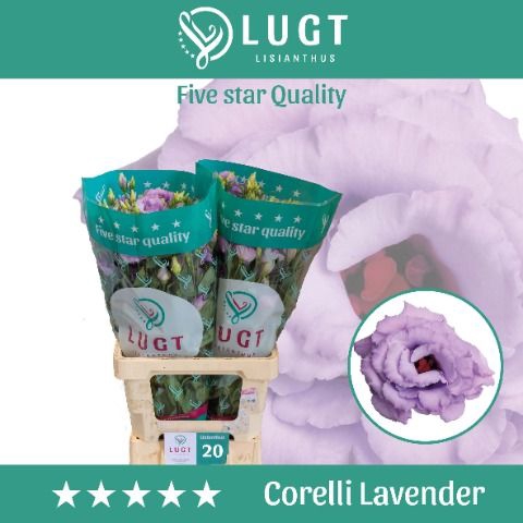 <h4>Eus G Corelli Lavend</h4>