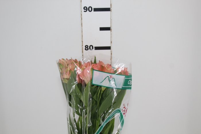 <h4>ALSTROEMERIA OPTIMA 080 CM</h4>