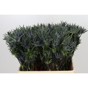 Eryngium Planum