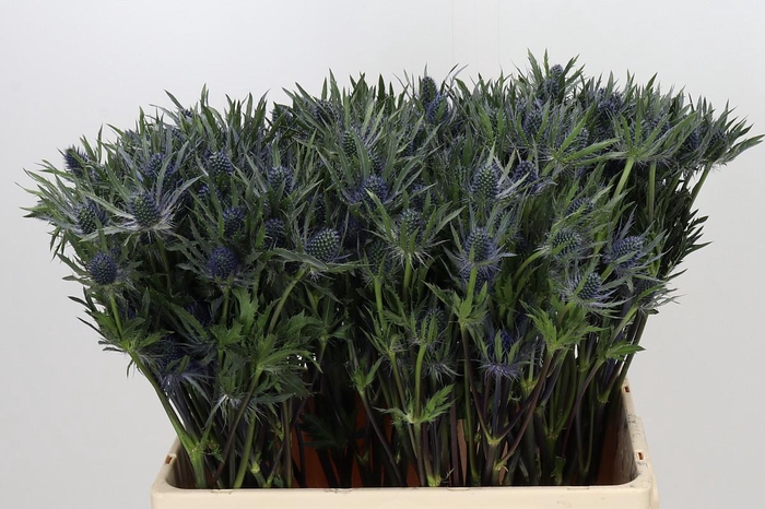 <h4>Eryngium Planum</h4>