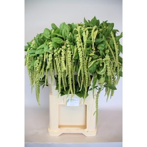 AMAR CA GREEN CORD