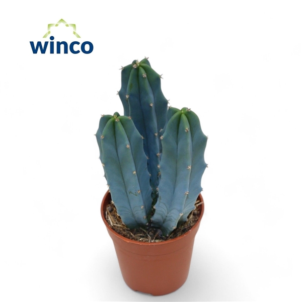 <h4>Myrtillocactus Geometrizans</h4>