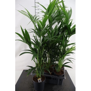 Howea Forsteriana 100 Cm. Hoog 17 Cm. Pot
