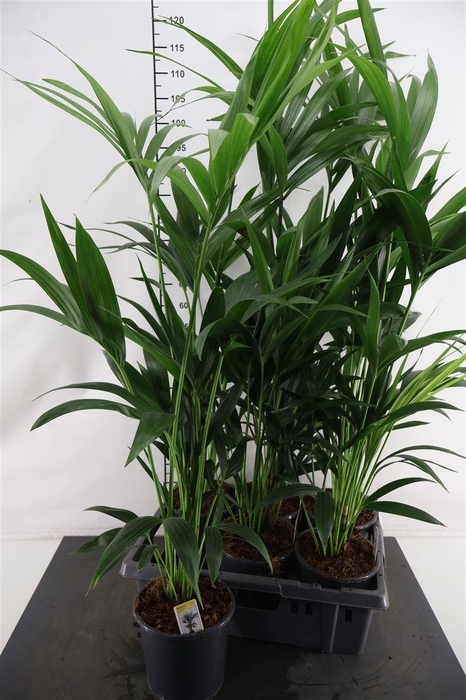 <h4>Howea Forsteriana 100 Cm. Hoog 17 Cm. Pot</h4>