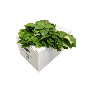 SALAL MINI
