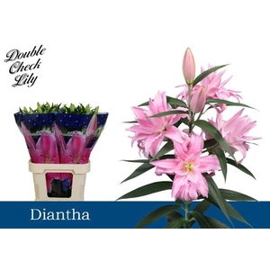 LI OR DU DIANTHA