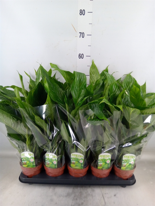 <h4>Spathiphyllum  'Diamond'</h4>