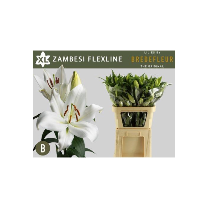 <h4>Li Ot Zambesi</h4>