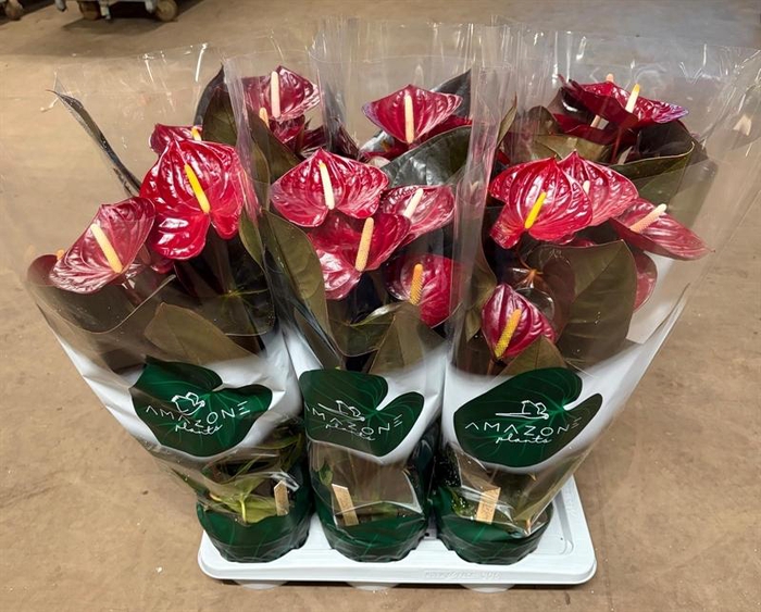 <h4>Anthurium Andr. Delicata</h4>