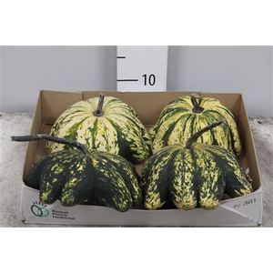 Cuc Pep Patisson Mix