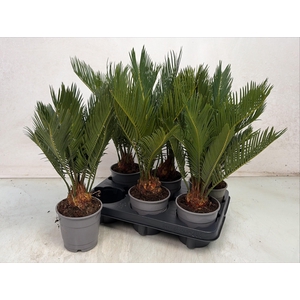 CYCAS REVOLUTA