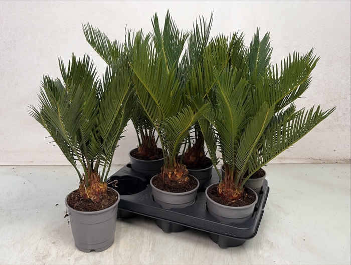 <h4>CYCAS REVOLUTA</h4>