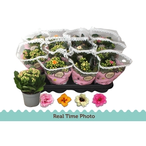 KAL GE GEM TWEEKL BL