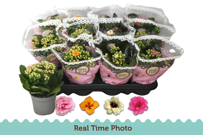 <h4>KAL GE GEM TWEEKL BL</h4>