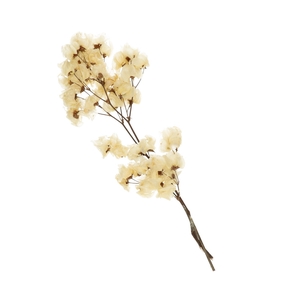 Dried flowers Bougainvillea 45-55cm