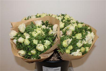 <h4>ANEM MARIANNE PANDA WHITE</h4>