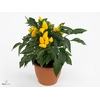Capsicum Sombrero Yellow