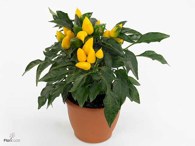 Capsicum Sombrero Yellow