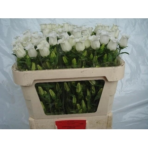 Campanula medium champion white